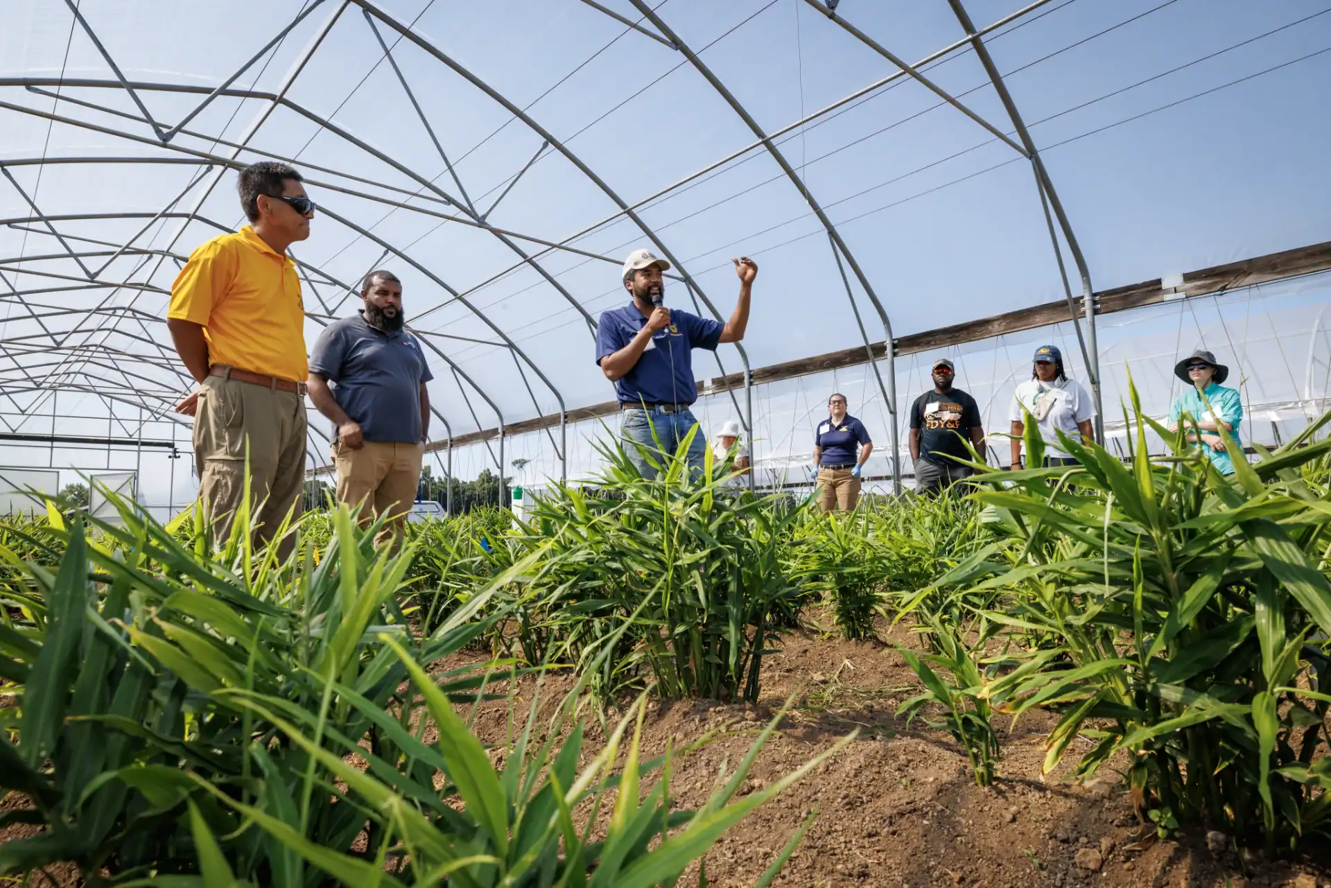 Group of people inspecting ginger plants in a greenhouse.