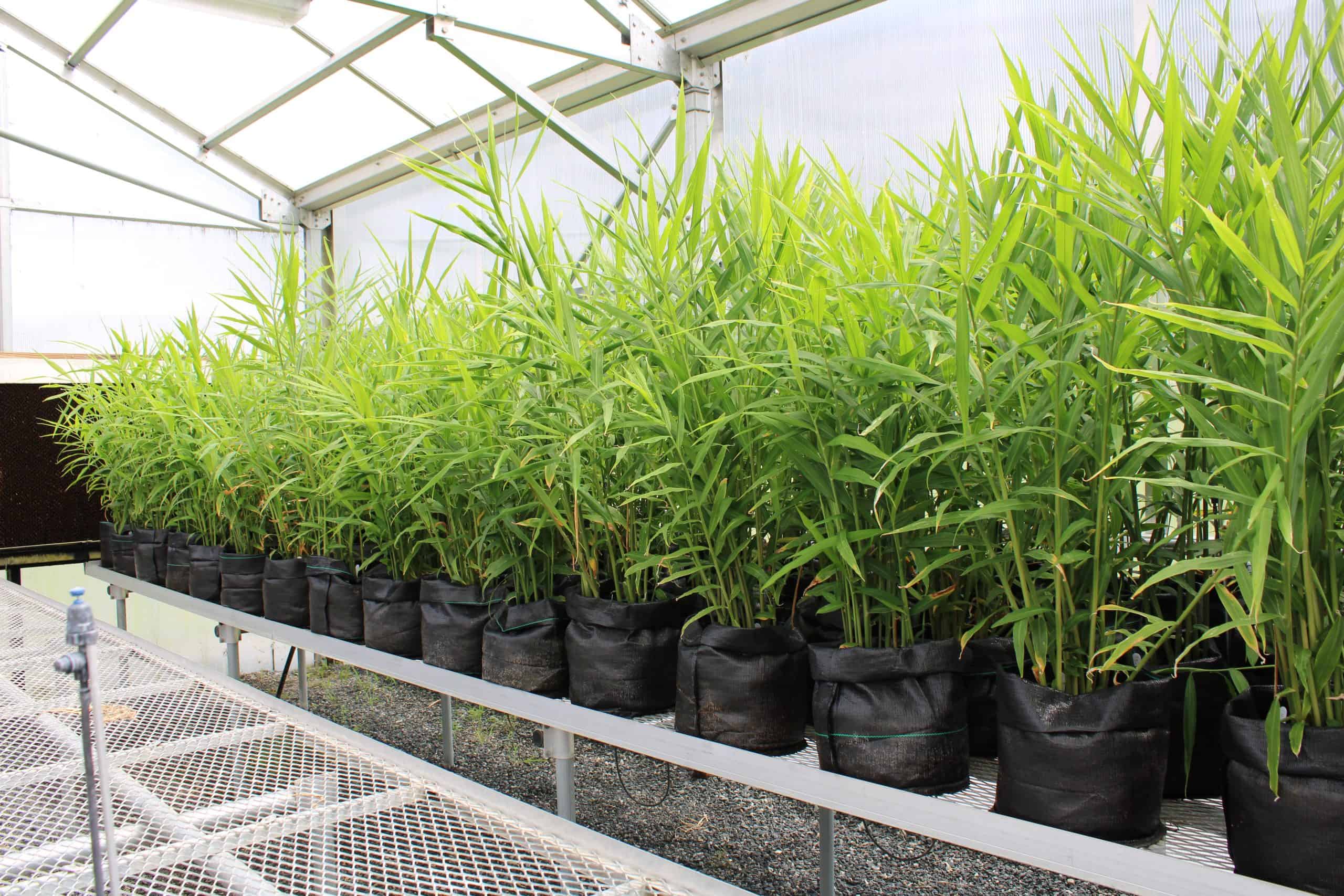 Ginger plants growing in a greenhouse for research and production.