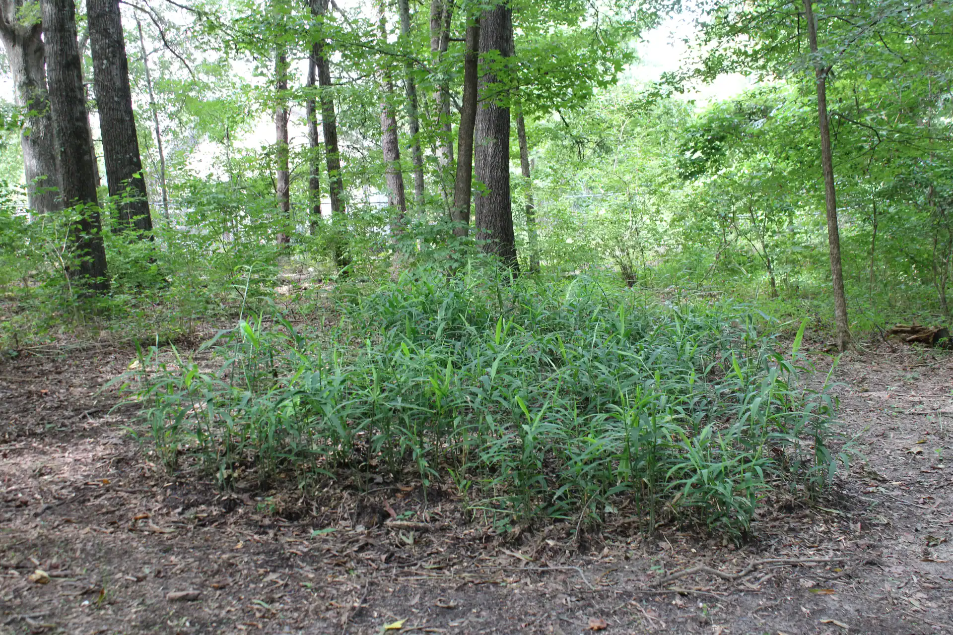 Wild ginger plant growing in a forest clearing with trees and greenery.