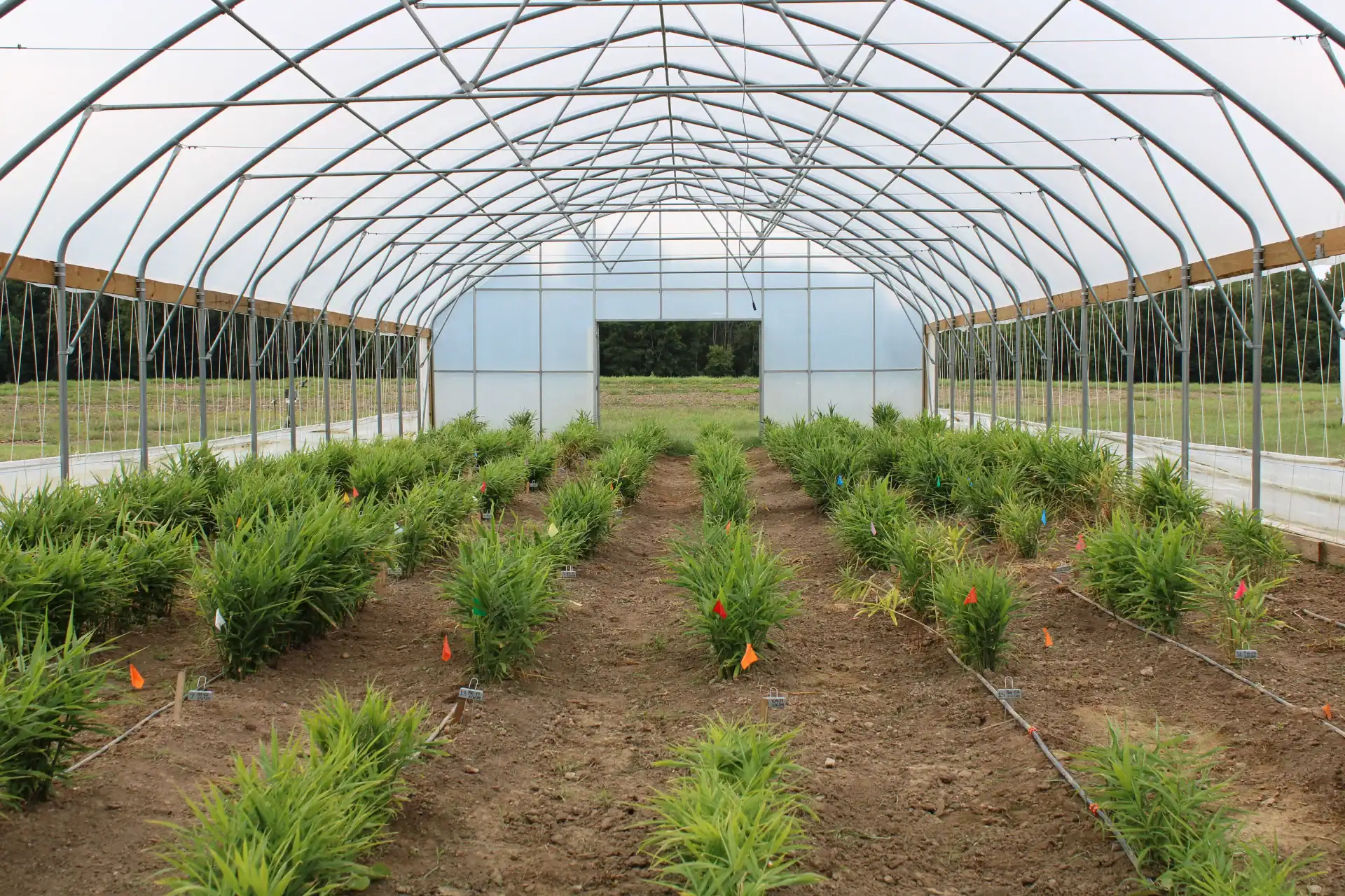 Greenhouse with ginger plants growing in organized rows for research and production.