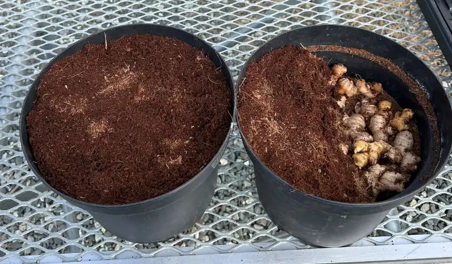 Ginger bulbs sprouting in black pots for research and production.