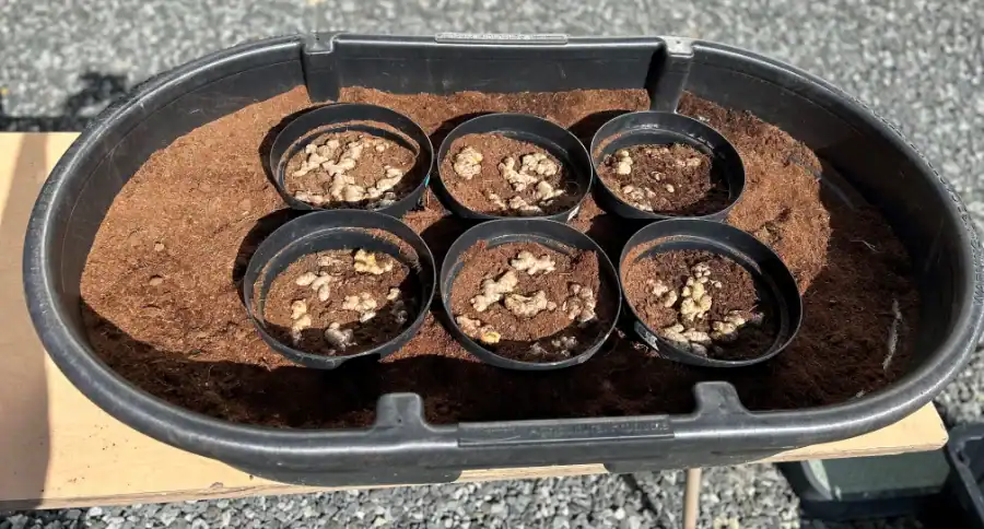 Ginger research pots with soil and ginger samples in a black container.