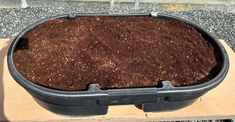 Freshly prepared soil in a black planter for ginger cultivation.