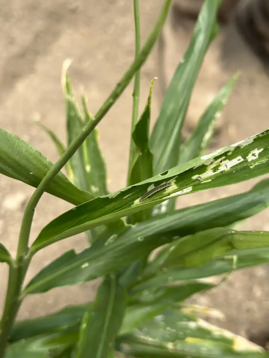 Healthy ginger plant with variegated leaves in soil.