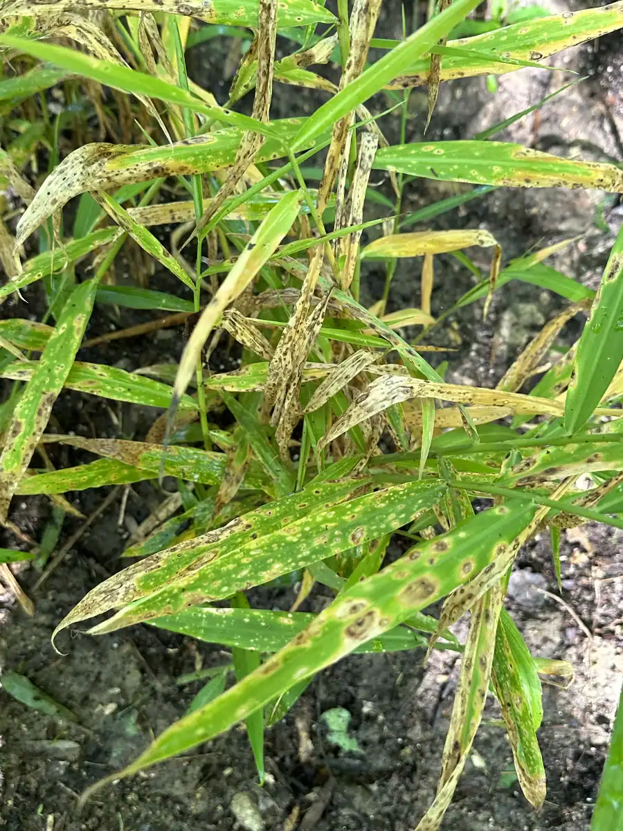 Damaged and diseased grass plants in a field, showing signs of pest infestation.