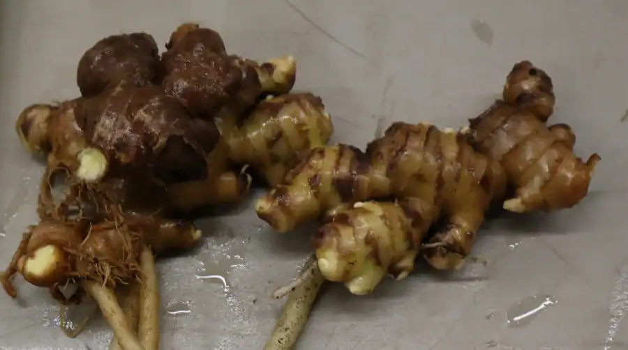 Fresh ginger roots for research and production purposes.