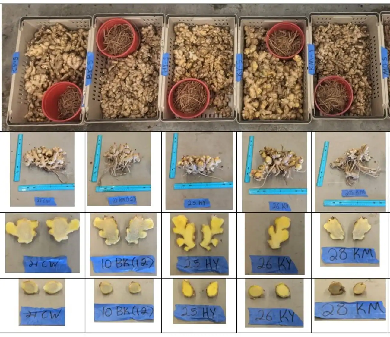 Ginger research samples with growth measurements and labels for production.