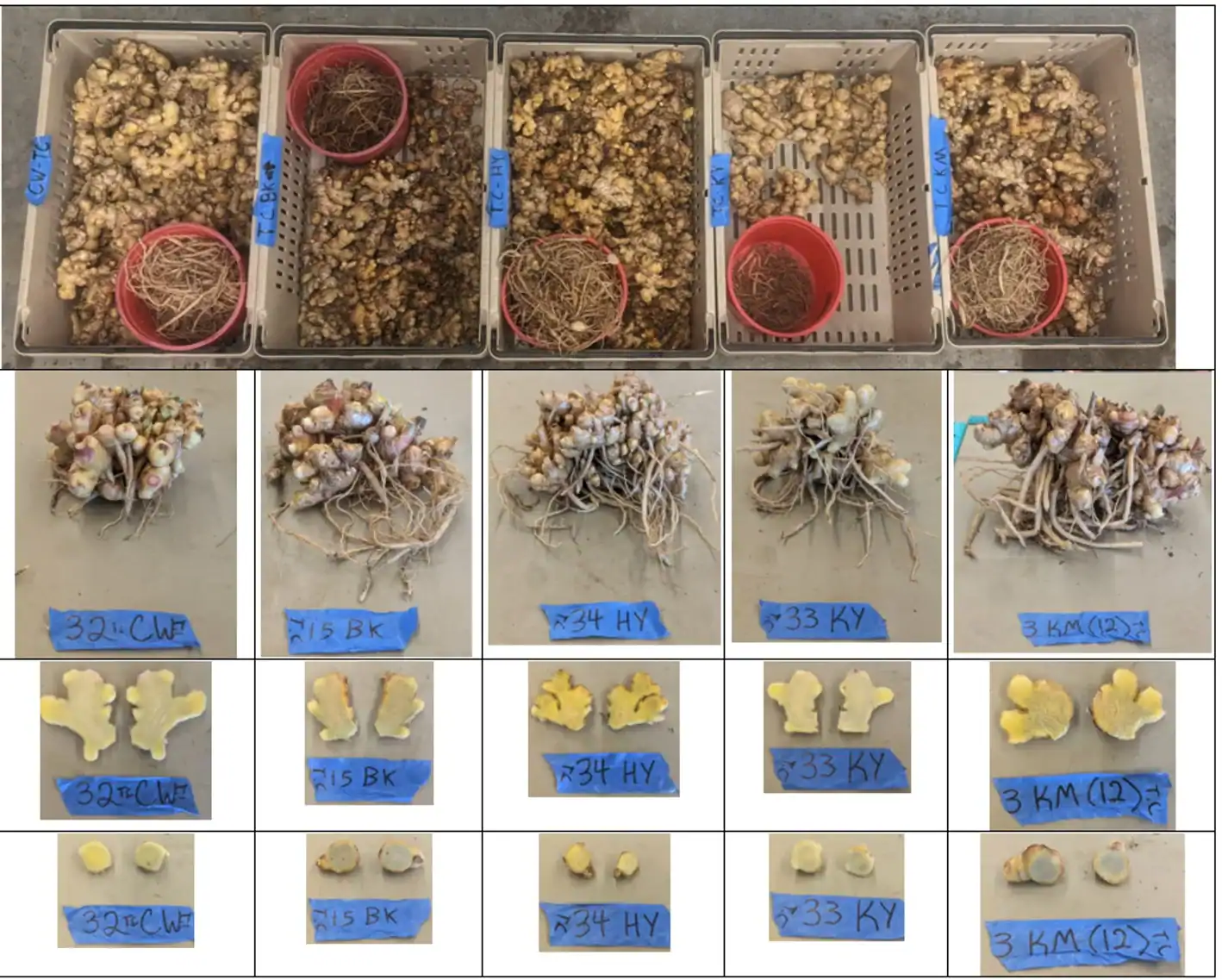 Ginger research setup with root samples and growth media in trays.