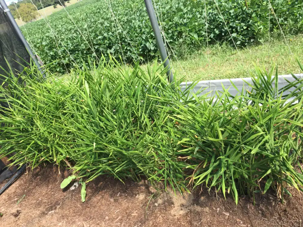 Healthy ginger plants growing in a farm with green foliage in the background.