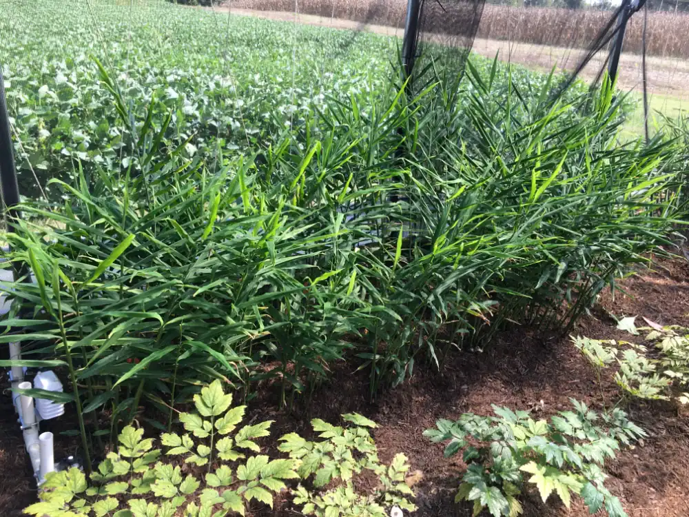 Healthy ginger plants growing in a controlled farm environment.