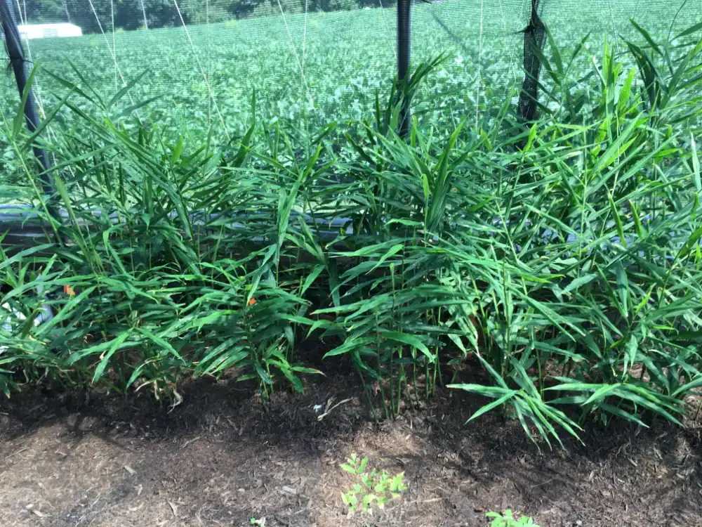 Ginger plants growing in a farm with lush green leaves and soil.