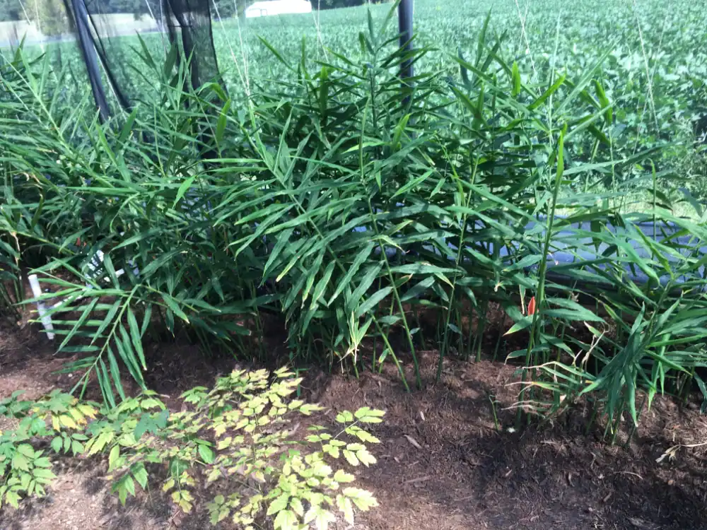 Ginger plants growing in a farm with lush green foliage and healthy soil.