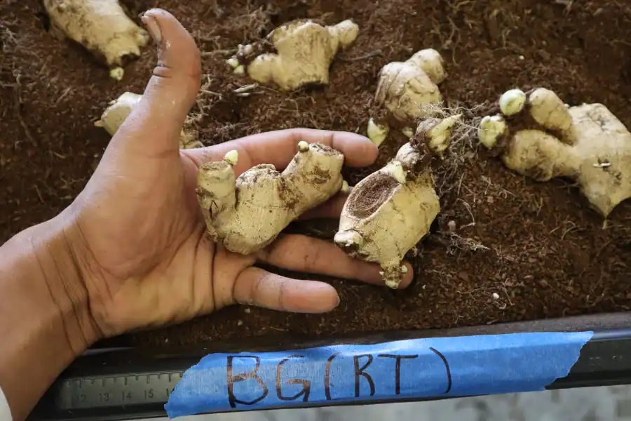 Fresh ginger roots harvested from soil, ready for processing or sale.