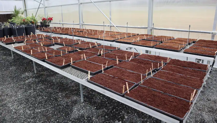 Ginger seedlings growing in trays inside a greenhouse for research and production.
