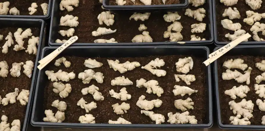 Ginger rhizomes sprouting in trays for research and production.