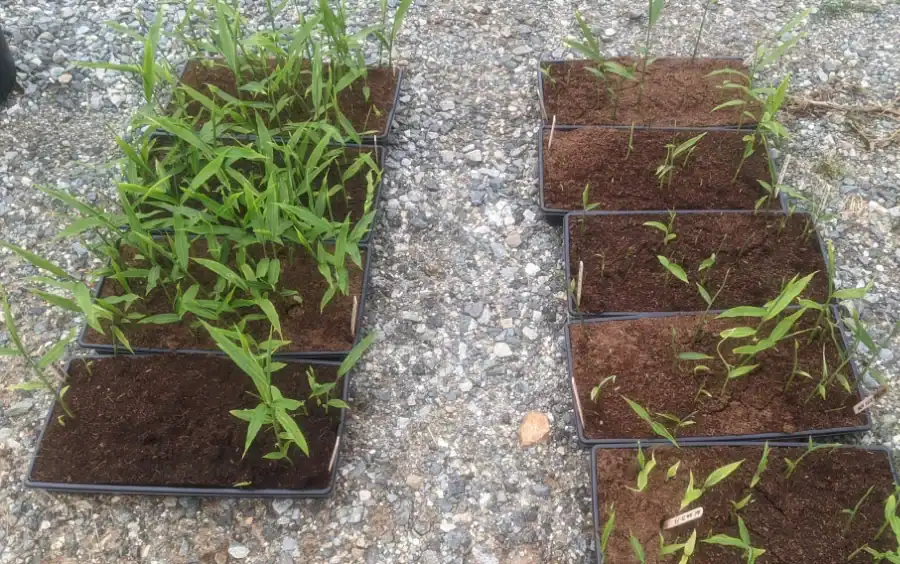 Young ginger plants growing in black trays on gravel surface.