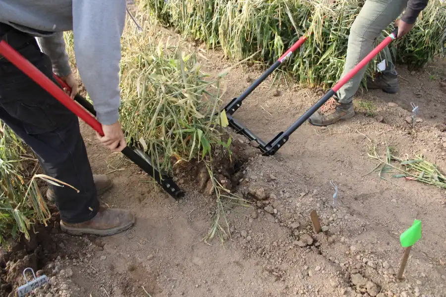 People harvesting ginger in a field with specialized tools.