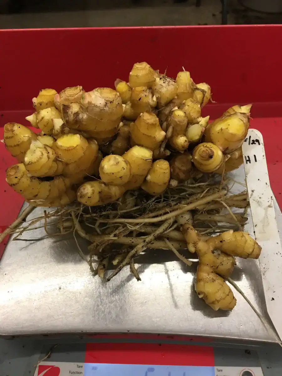 Fresh ginger roots with soil on a metal surface for sale at a market.