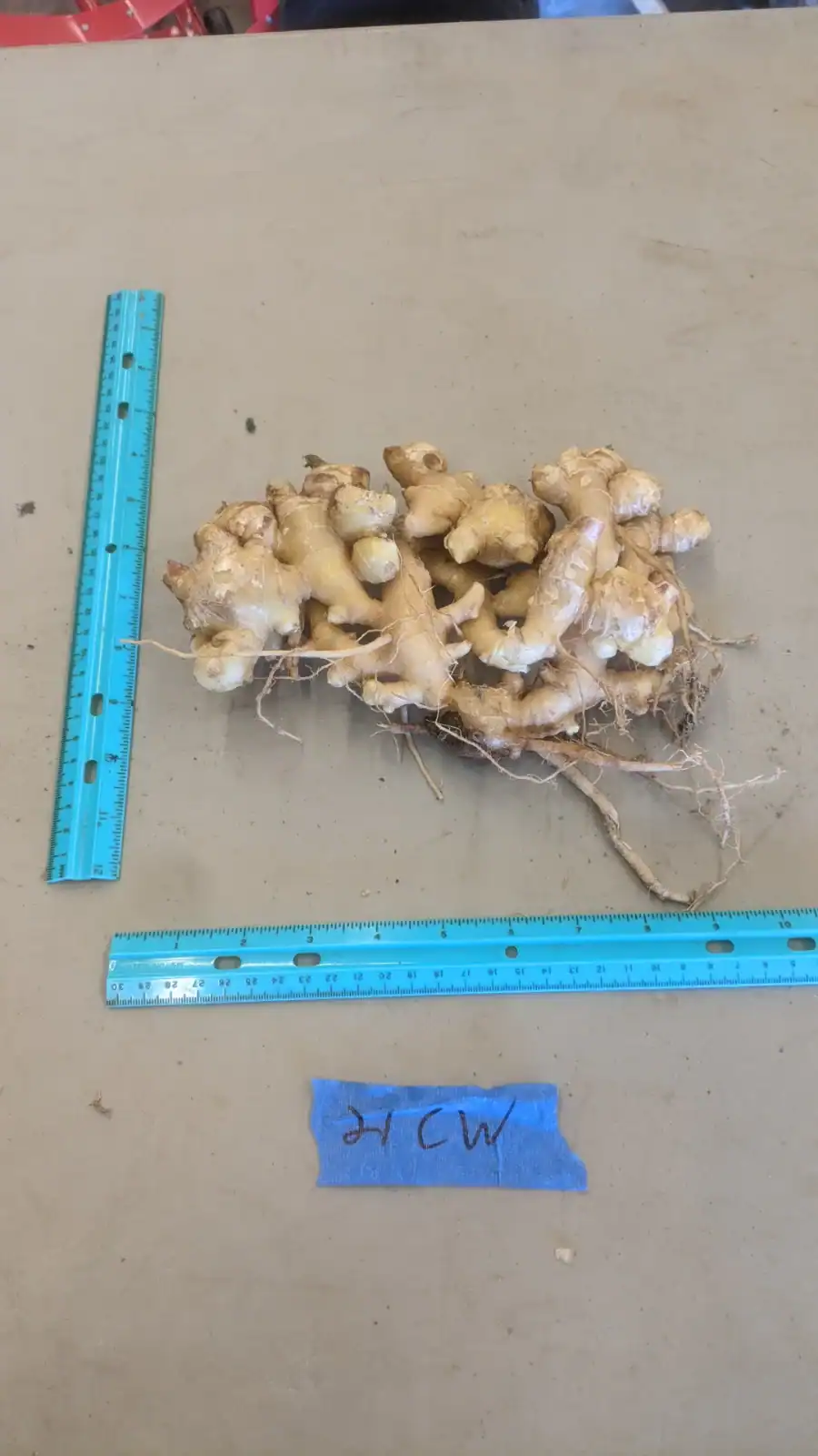 Fresh ginger root on a beige surface with a blue ruler for scale.