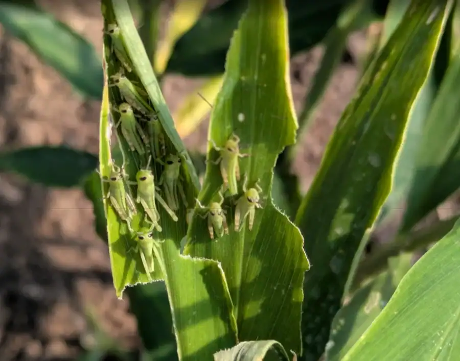 Green grasshoppers on corn plant in a field.